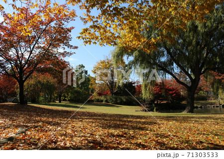 信州の公園の秋の黄葉秋の落ち葉道 71303533