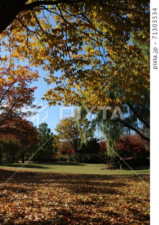 信州の公園の秋の黄葉秋の落ち葉道 71303534