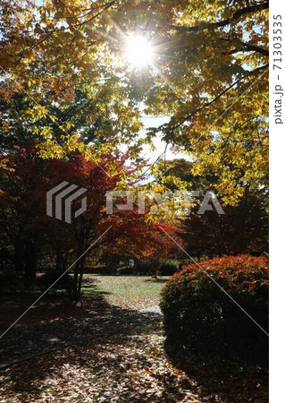 信州の公園の秋の黄葉秋の落ち葉道 信州の公園の秋の黄葉秋の落ち葉道 71303535