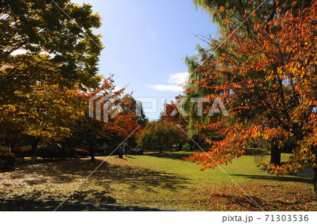 信州の公園の秋の黄葉秋の落ち葉道 信州の公園の秋の黄葉秋の落ち葉道 71303536