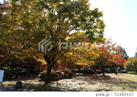 信州の公園の秋の黄葉秋の落ち葉道 信州の公園の秋の黄葉秋の落ち葉道 71303537