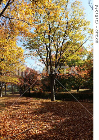 信州の公園の秋の黄葉秋の落ち葉道 71303543