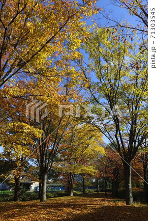 信州の公園の秋の黄葉秋の落ち葉道 71303545