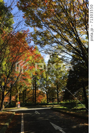 信州の公園の秋の黄葉 信州の公園の秋の黄葉 71303550