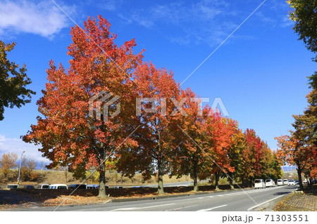 信州の公園の秋の黄葉と秋の空 信州の公園の秋の黄葉と秋の空 71303551