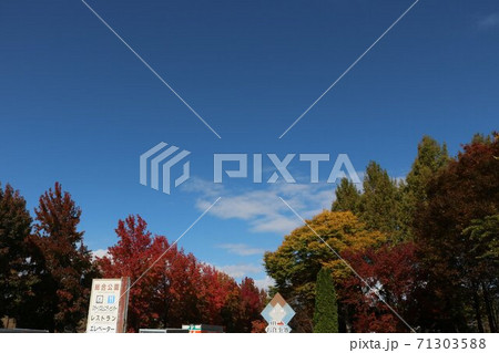 信州の公園の秋の黄葉と秋の青空 71303588