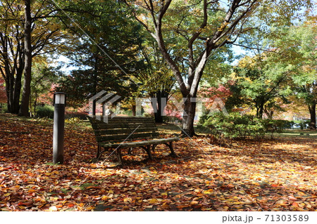 信州の公園の秋の黄葉森の中のベンチ 71303589
