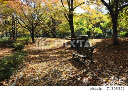 信州の公園の秋の黄葉森の中のベンチ 71303591