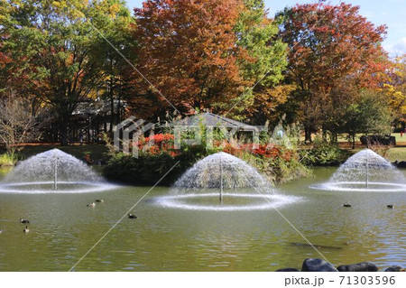 信州の公園の秋の黄葉と池の水辺 信州の公園の秋の黄葉と池の水辺 71303596