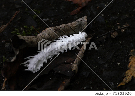 アゲハモドキの幼虫 71303920
