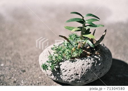 石の中に植えられた長生蘭 71304580