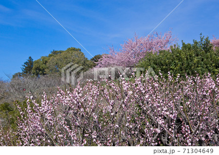 吉野公園の梅の花とカワズザクラ 吉野公園の梅の花とカワズザクラ 71304649