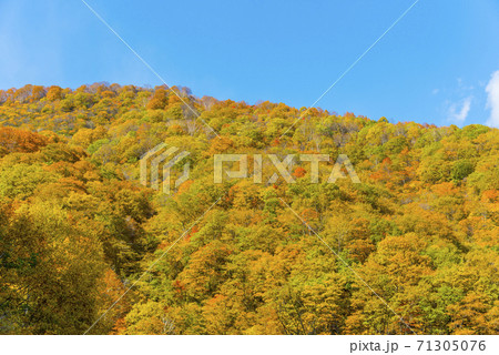 白馬連峰の絶景紅葉 71305076