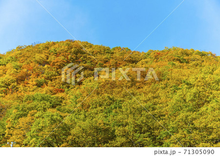 白馬連峰の絶景紅葉 白馬連峰の絶景紅葉 71305090