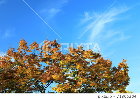 秋 紅葉 葉 71305204