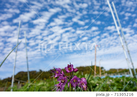 家庭菜園における島ラッキョウの栽培 花 の写真素材