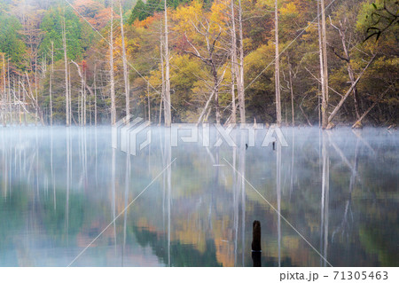 夜明けの朝霧の自然湖に映る紅葉 71305463