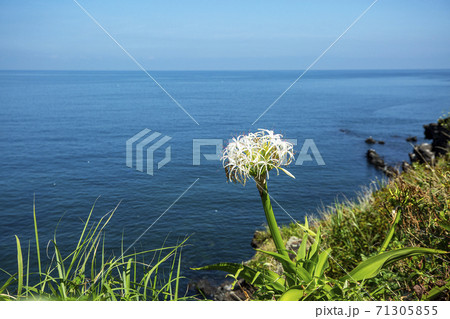 海 植物 ハマユウ 71305855