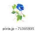 あさがお 71305935