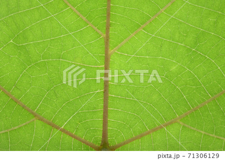 アカメガシワの葉と葉脈 71306129