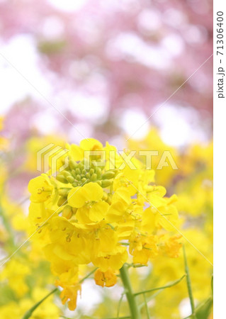 菜の花と桜 菜の花と桜 71306400