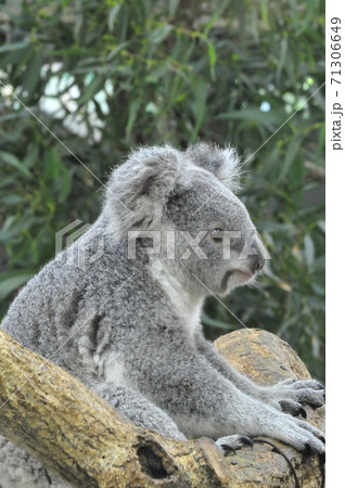 可愛いコアラ つぶらな瞳のコアラ コアラの木登りの写真素材