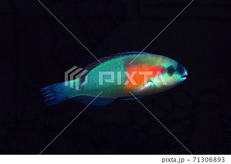 オオモンハゲブダイ　黒バック 71306893