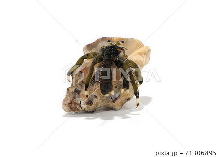 ホンヤドカリ 白バック ホンヤドカリ 白バック 71306895