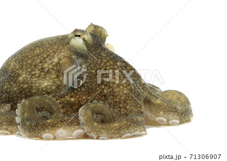 イイダコ　アップ　白バック 71306907