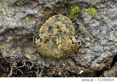 イソアワモチの交接 71306924