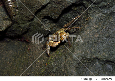 カクベンケイガニ カクベンケイガニ 71306929