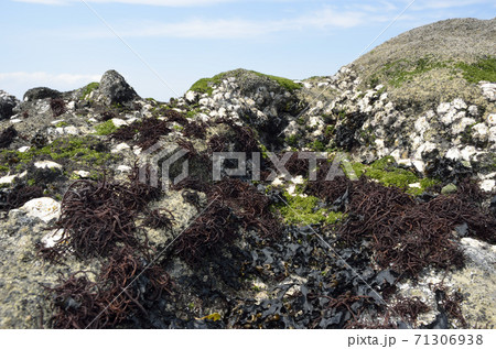 潮間帯の海藻　ワイド　岩場の生物 71306938