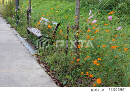 花 公園 ベンチ 71306964