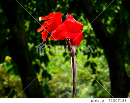 Australian arrowroot, edible canna, Indian shot in the park 71307123