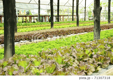 Fresh lettuce growing in an hydroponics system in greenhouse 71307318