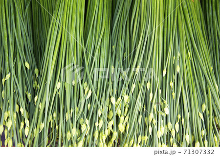 Chinese Chives, Garlic chives. 71307332