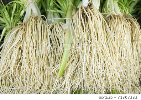 Chinese chives, root 71307333