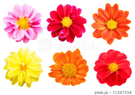 collection chrysanthemum Colorful isolated on white background. collection chrysanthemum Colorful isolated on white background. 71307358