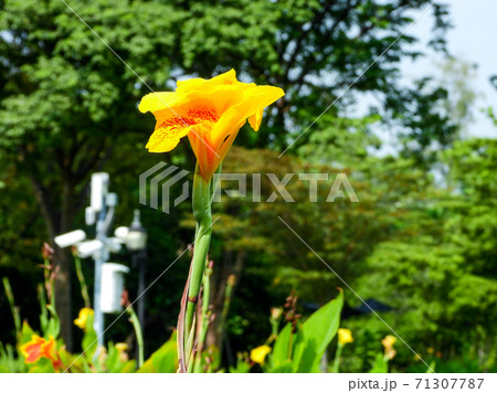 Yellow color flower Indian shot in the park 71307787
