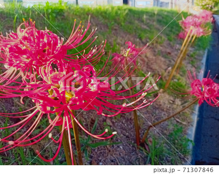 彼岸花のある秋の風景 71307846