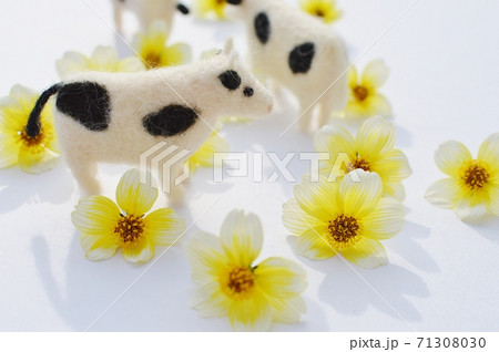 羊毛フェルトの牛とウィンターコスモスの花 の写真素材