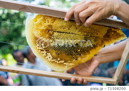 Bee colony full of honey high nutrient and vitamin transfer to beekepping handmade box. Bee colony full of honey high nutrient and vitamin transfer to beekepping handmade box. 71308200