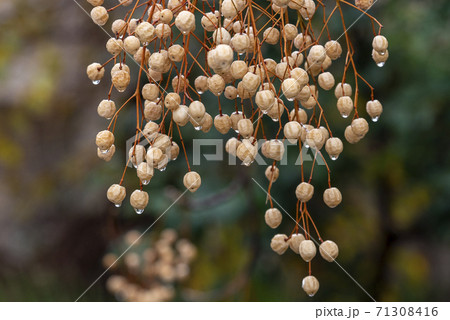 Melia fruit during the rain. Melia azedarach or chinaberry tree. Melia fruit during the rain. Melia azedarach or chinaberry tree. 71308416