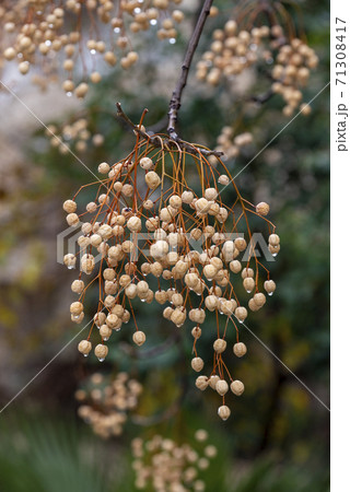 Melia fruit during the rain. Melia azedarach or chinaberry tree. Melia fruit during the rain. Melia azedarach or chinaberry tree. 71308417