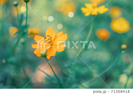 Selective focus of beautiful colorful flowers with summer bokeh background.vintage color style. 71308418