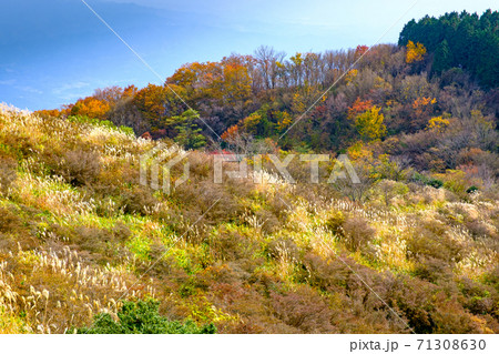 大和葛城山の山頂付近の紅葉 大和葛城山の山頂付近の紅葉 71308630