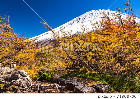 《山梨県》秋の富士山・黄葉の奥庭 《山梨県》秋の富士山・黄葉の奥庭 71308706