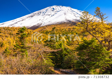 《山梨県》秋の富士山・黄葉の奥庭 《山梨県》秋の富士山・黄葉の奥庭 71308732
