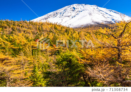 《山梨県》秋の富士山・黄葉の奥庭 《山梨県》秋の富士山・黄葉の奥庭 71308734
