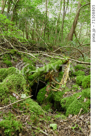 青木ヶ原樹海の風景 山梨県の写真素材